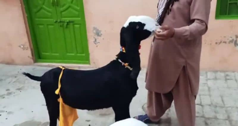 Desi Bakri 2 Bacchon Ka Sath For Sale Call on 0313,4935016 0