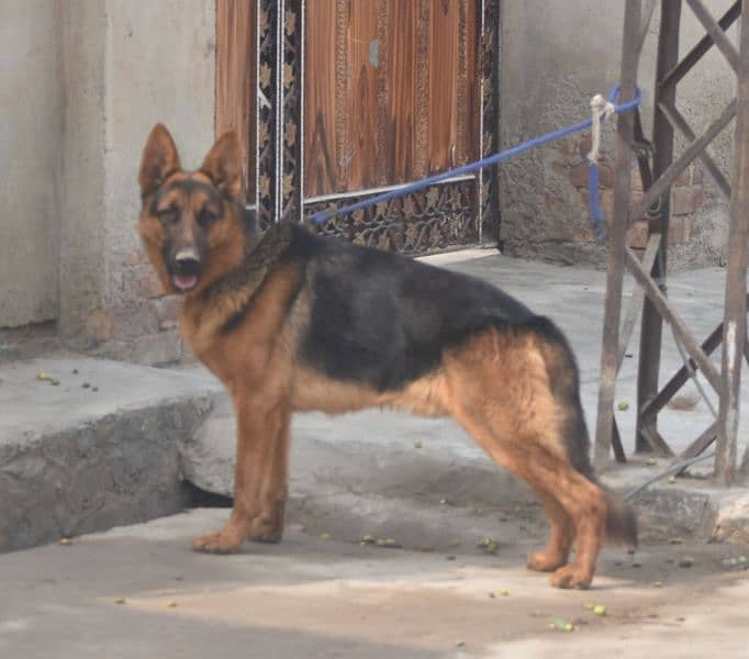 German shepherd 2