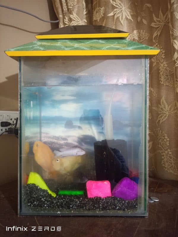 Aquarium available with Parrot and cichlids 0