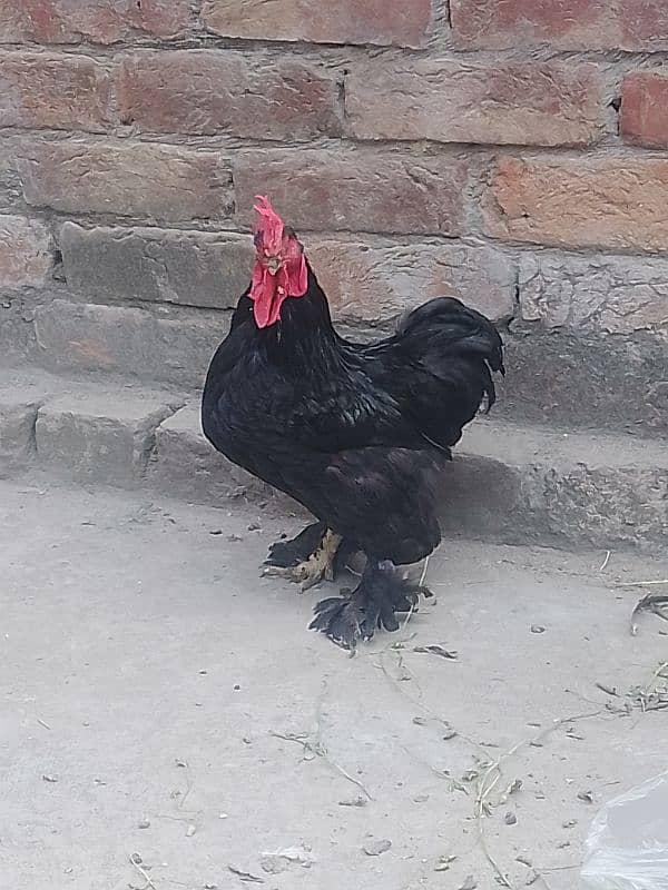 bantam male and wooden cage 0