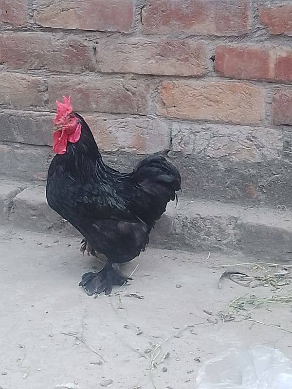 bantam male and wooden cage 1