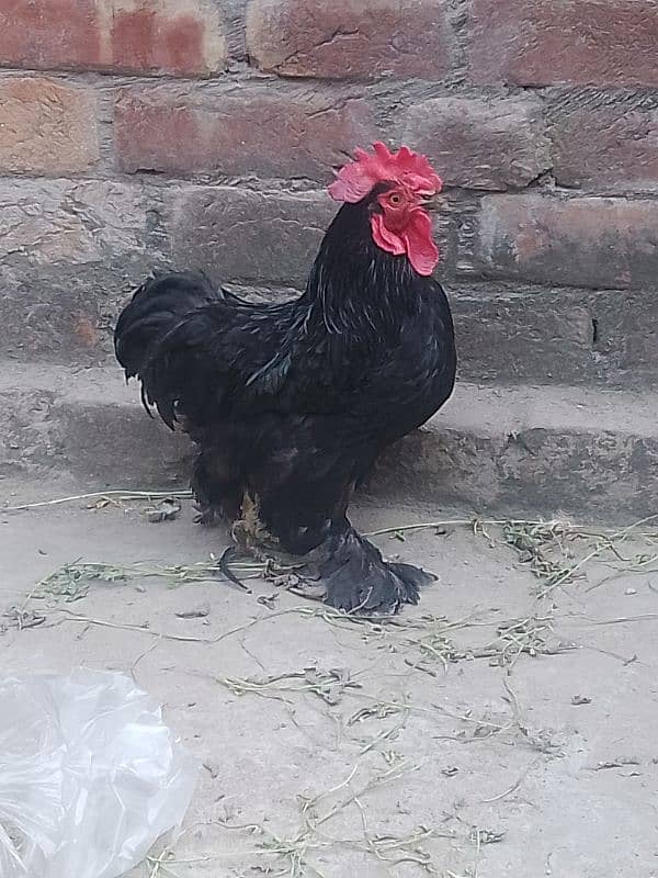 bantam male and wooden cage 2