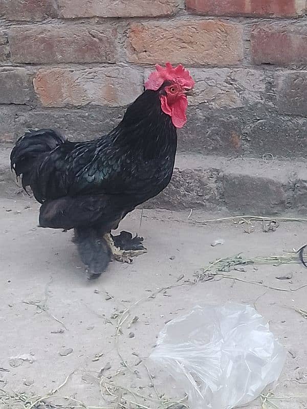 bantam male and wooden cage 3