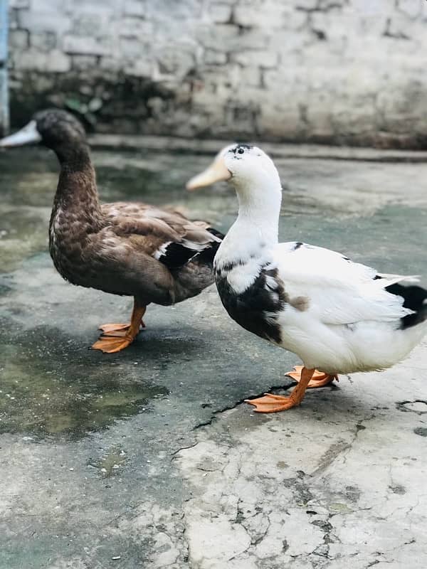 ducks 3