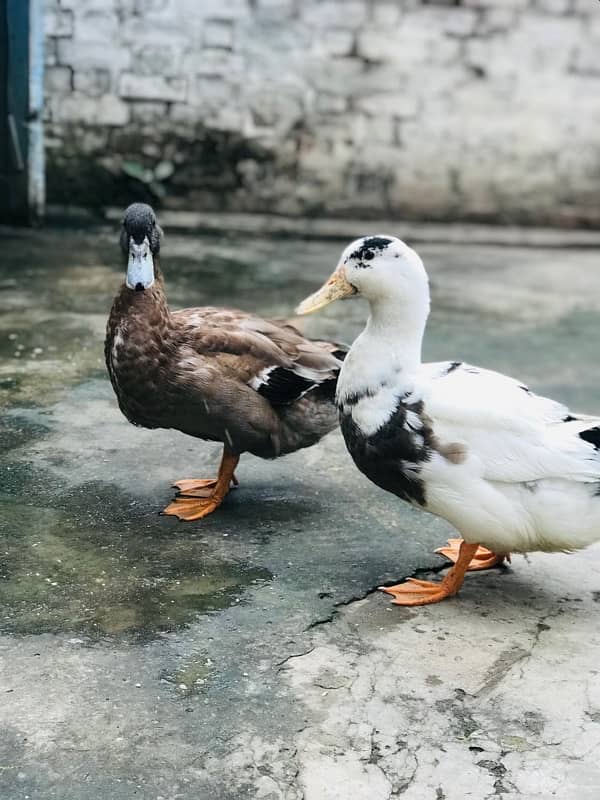 ducks 4