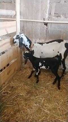 beetal cross bakri with male kid