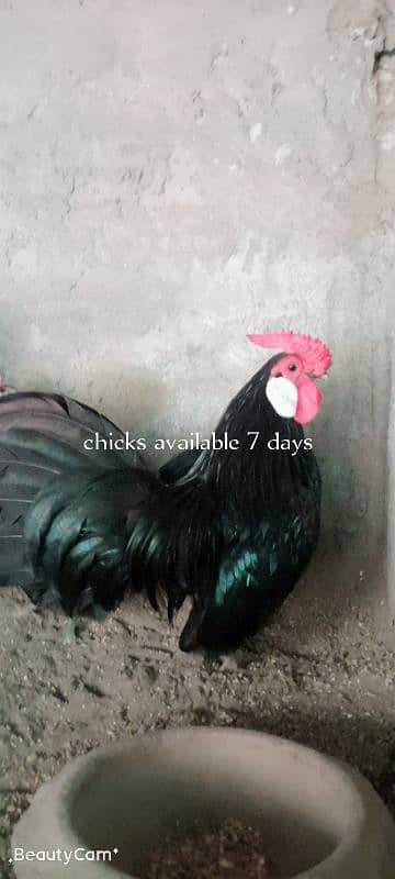 fancy rosecomb and aseel chicks wattsapp 03114524242 0