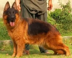 German Shepherd dog for sale WhatsApp number 0320,7376,273