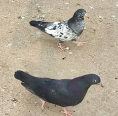 Rampuri chick pair.  Contact 0309 2938040