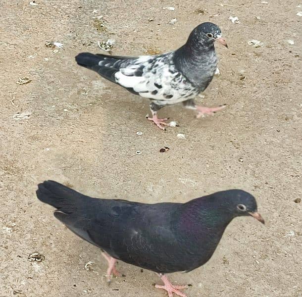 Rampuri chick pair.  Contact 0309 2938040 0