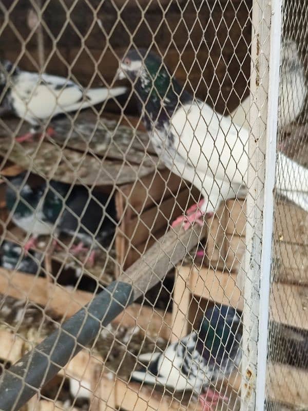 Rampuri chick pair.  Contact 0309 2938040 5