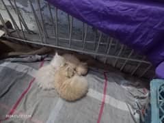 Persian kittens