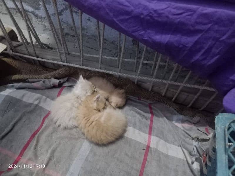 Persian kittens 0