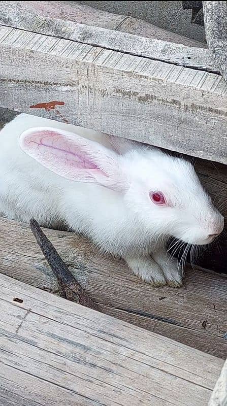 Rabbit Java finches cage for sale 0314,21,81,250 0