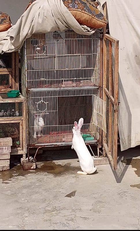 Rabbit Java finches cage for sale 0314,21,81,250 2