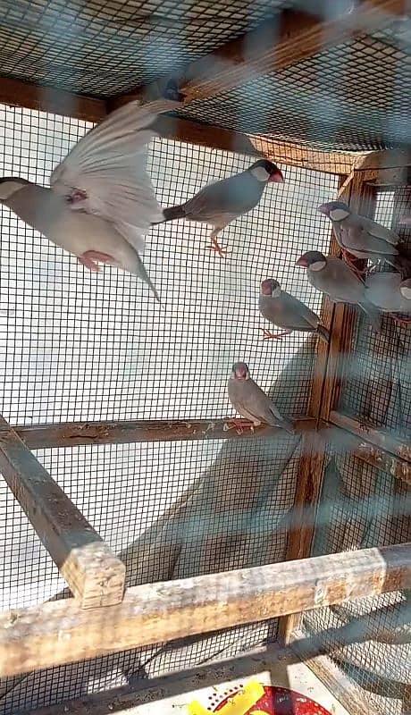 Rabbit Java finches cage for sale 0314,21,81,250 3