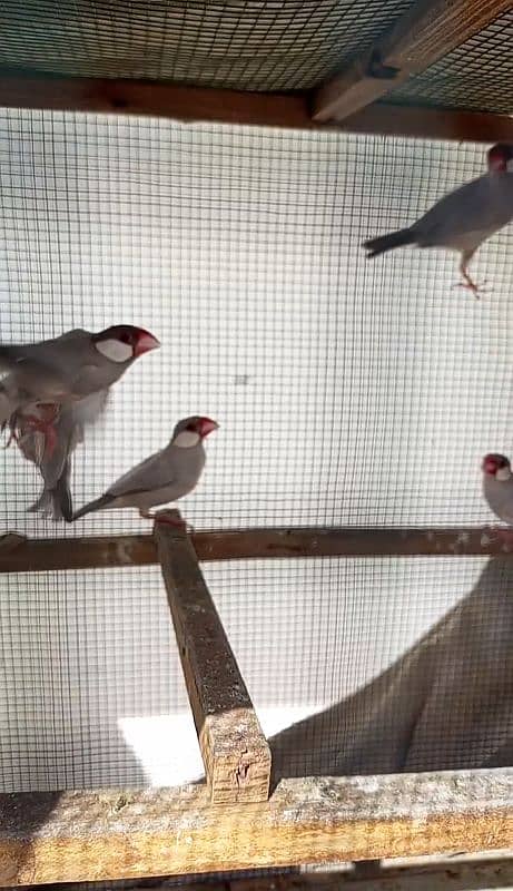 Rabbit Java finches cage for sale 0314,21,81,250 4