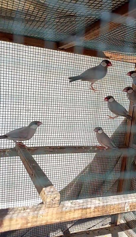 Rabbit Java finches cage for sale 0314,21,81,250 5