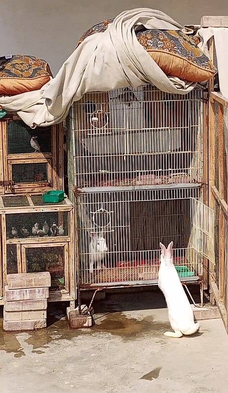 Rabbit Java finches cage for sale 0314,21,81,250 6