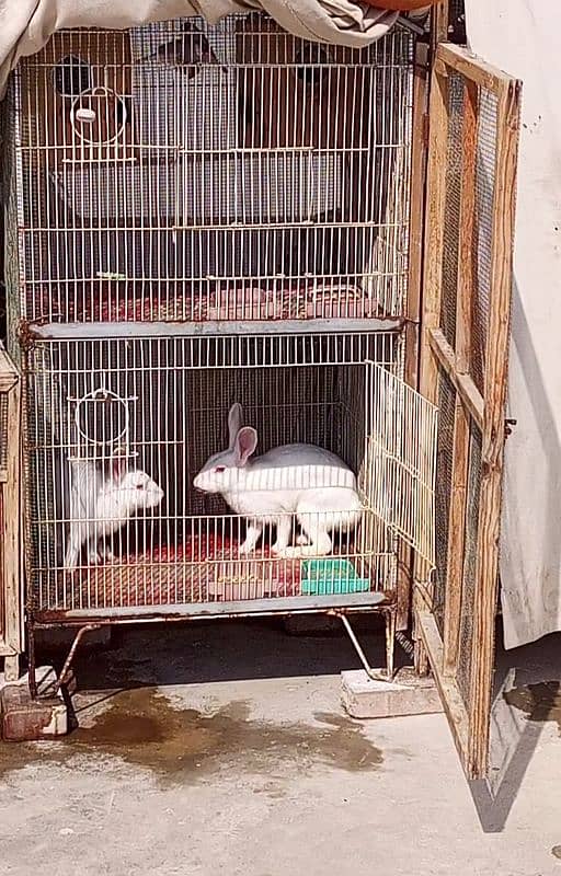 Rabbit Java finches cage for sale 0314,21,81,250 7