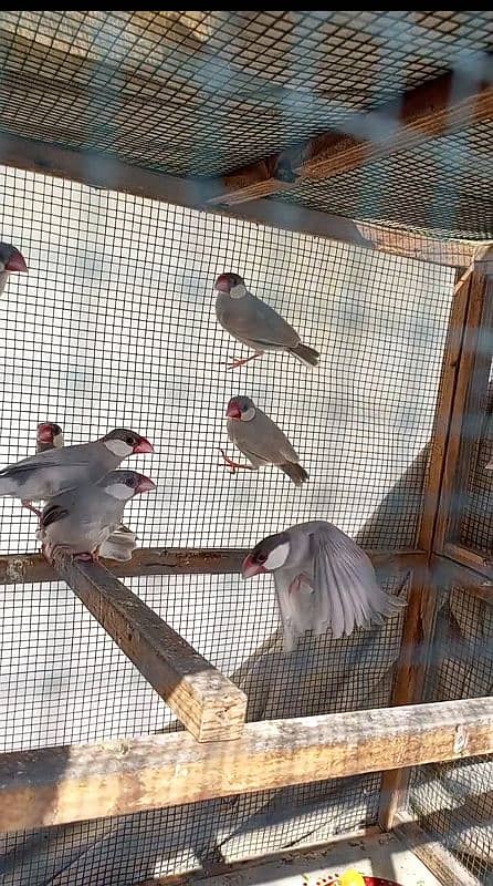 Rabbit Java finches cage for sale 0314,21,81,250 8