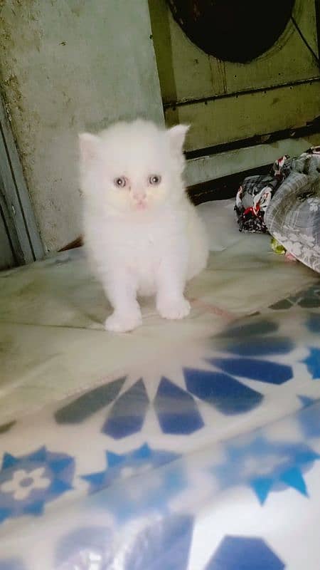 persian kitten | semi Punch face Kittens | persian cat| tripple coat 0