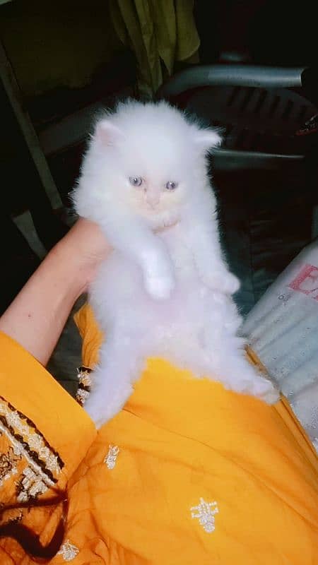 persian kitten | semi Punch face Kittens | persian cat| tripple coat 4