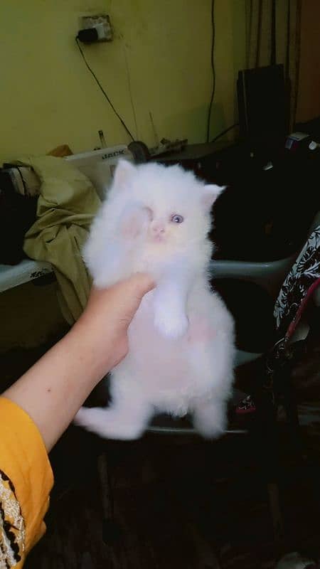 persian kitten | semi Punch face Kittens | persian cat| tripple coat 5