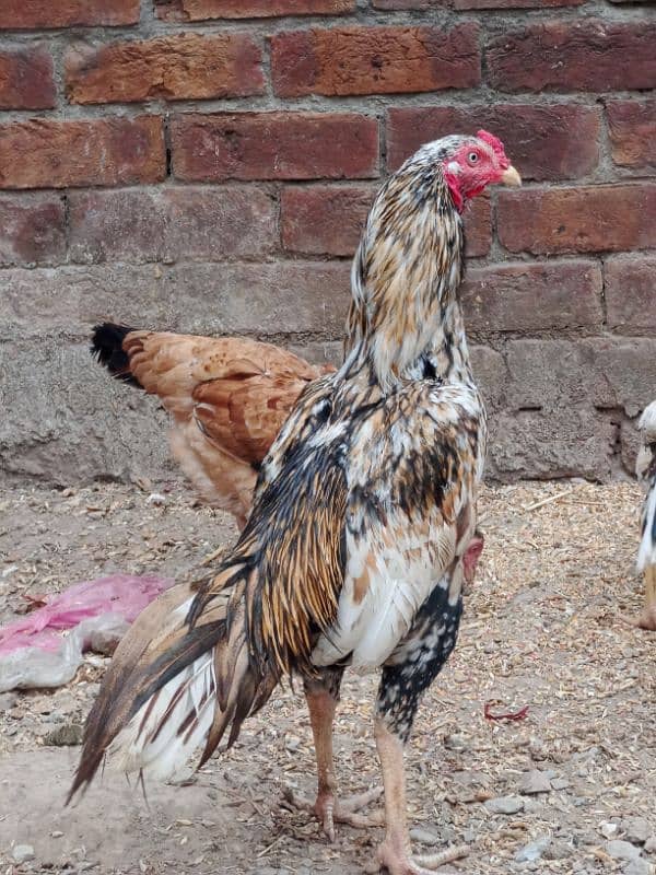 aseel murga sindhi and mian wali nasal ka breeder for sell(03490163612 0