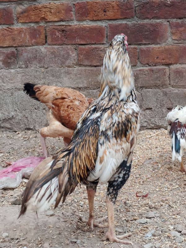 aseel murga sindhi and mian wali nasal ka breeder for sell(03490163612 1