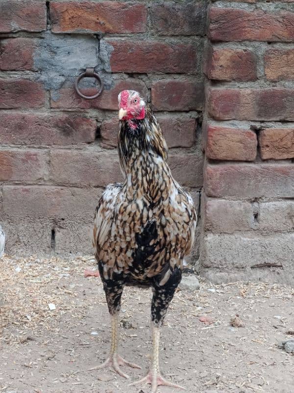 aseel murga sindhi and mian wali nasal ka breeder for sell(03490163612 4