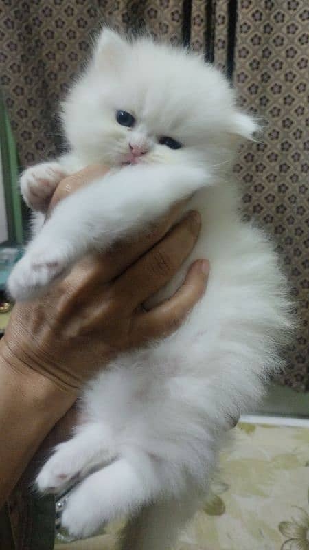 punch face extreme punch kittens/ Persian 1