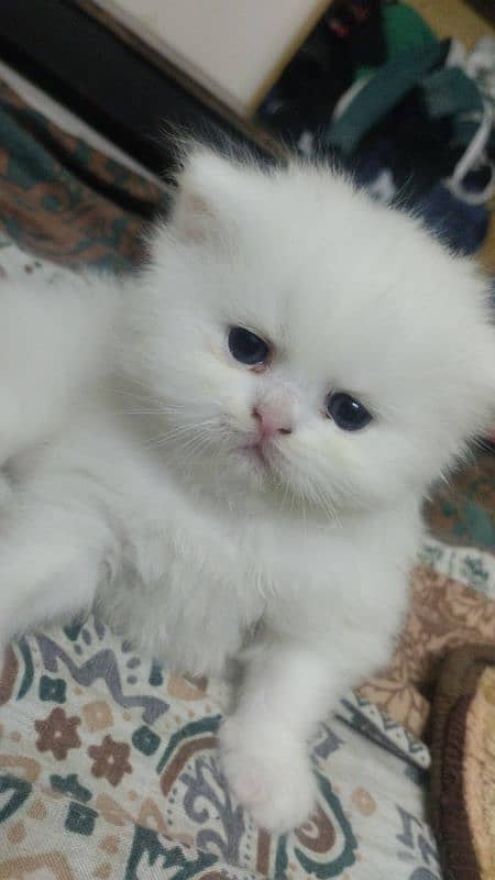 punch face extreme punch kittens/ Persian 3