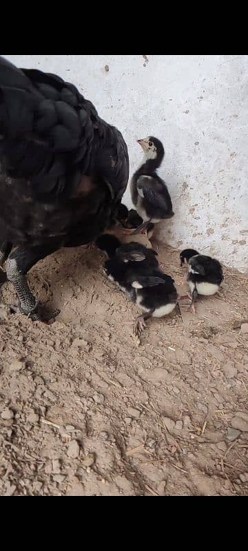 Thai Shamo chicks pathy all for sale. 5