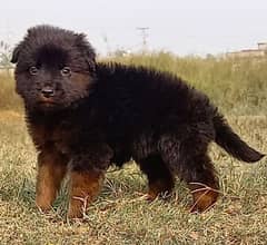 German Shepherd puppies