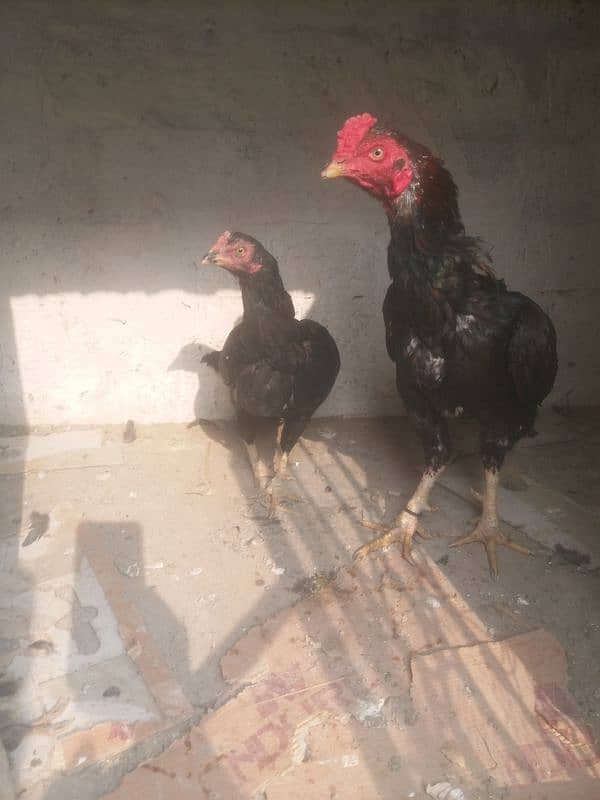 Aseel Pair for Sale 2