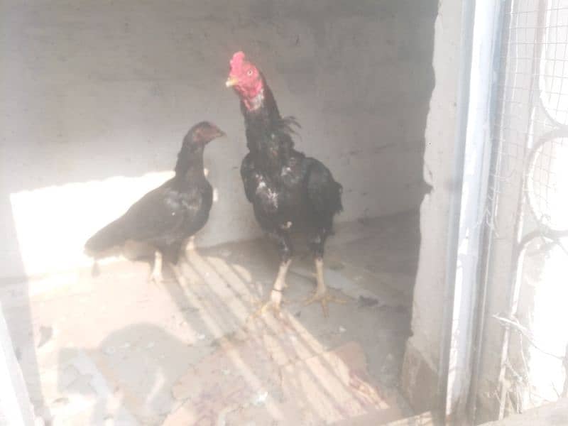 Aseel Pair for Sale 3