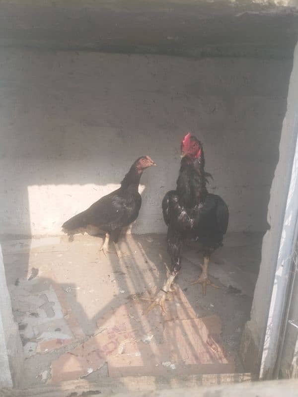 Aseel Pair for Sale 4