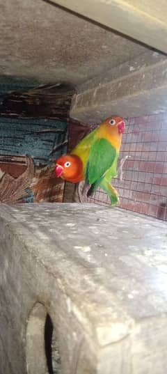 love brids Green opline Male and female Green opline split blue