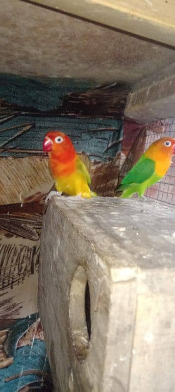 love brids Green opline Male and female Green opline split blue 1