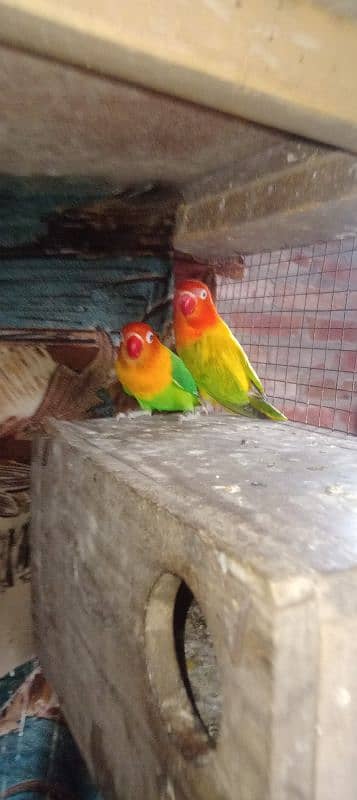 love brids Green opline Male and female Green opline split blue 2