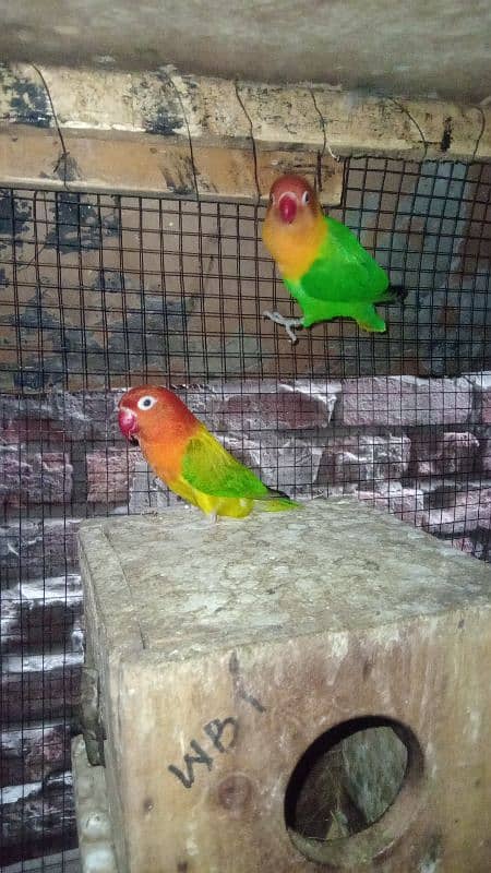 love brids Green opline Male and female Green opline split blue 3