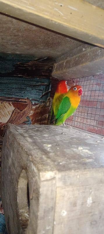 love brids Green opline Male and female Green opline split blue 4