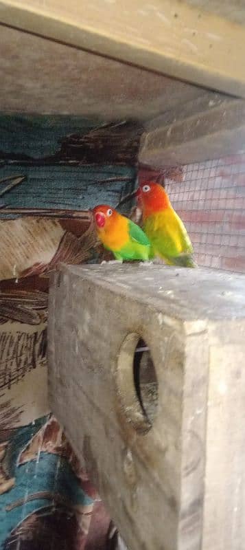 love brids Green opline Male and female Green opline split blue 5