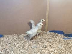 aseel | aseel heera chick | paper white aseel chicks| 3 chicks