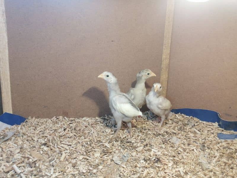 aseel | aseel heera chick | paper white aseel chicks| 3 chicks 1