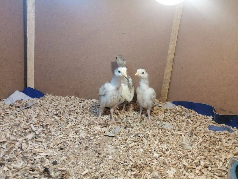 aseel | aseel heera chick | paper white aseel chicks| 3 chicks 2