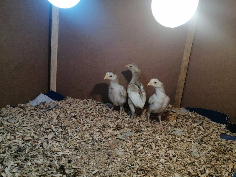 aseel | aseel heera chick | paper white aseel chicks| 3 chicks 3