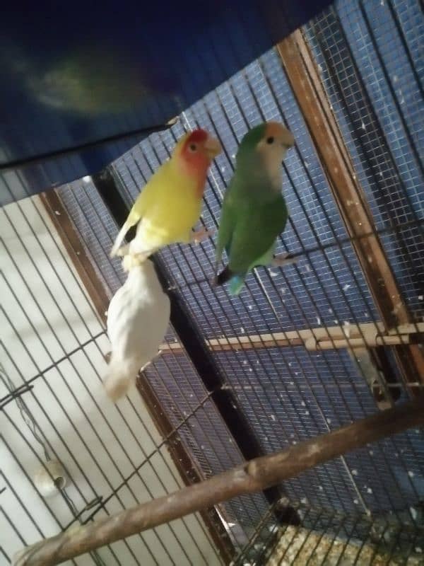 tower cage and love birds pair 0