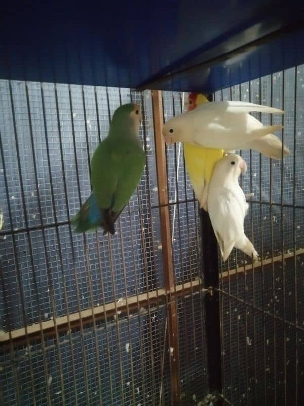 tower cage and love birds pair 2